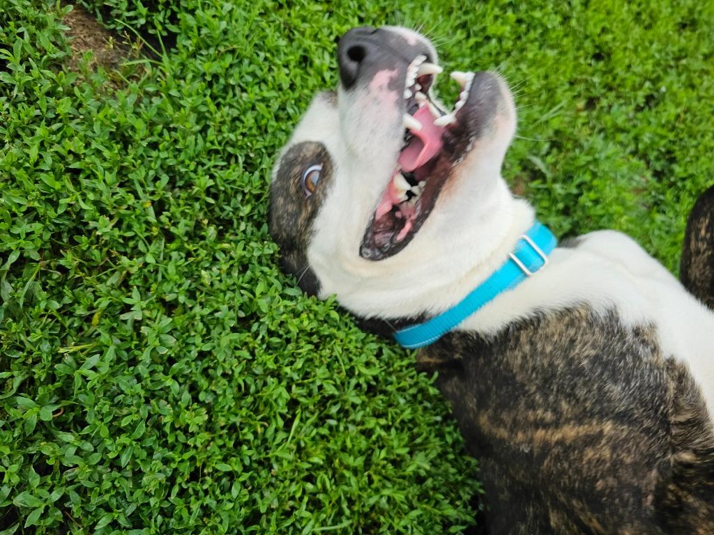 Enlarge Keanu, a Adopted mixed breed in Sprakers, NY image 4/6