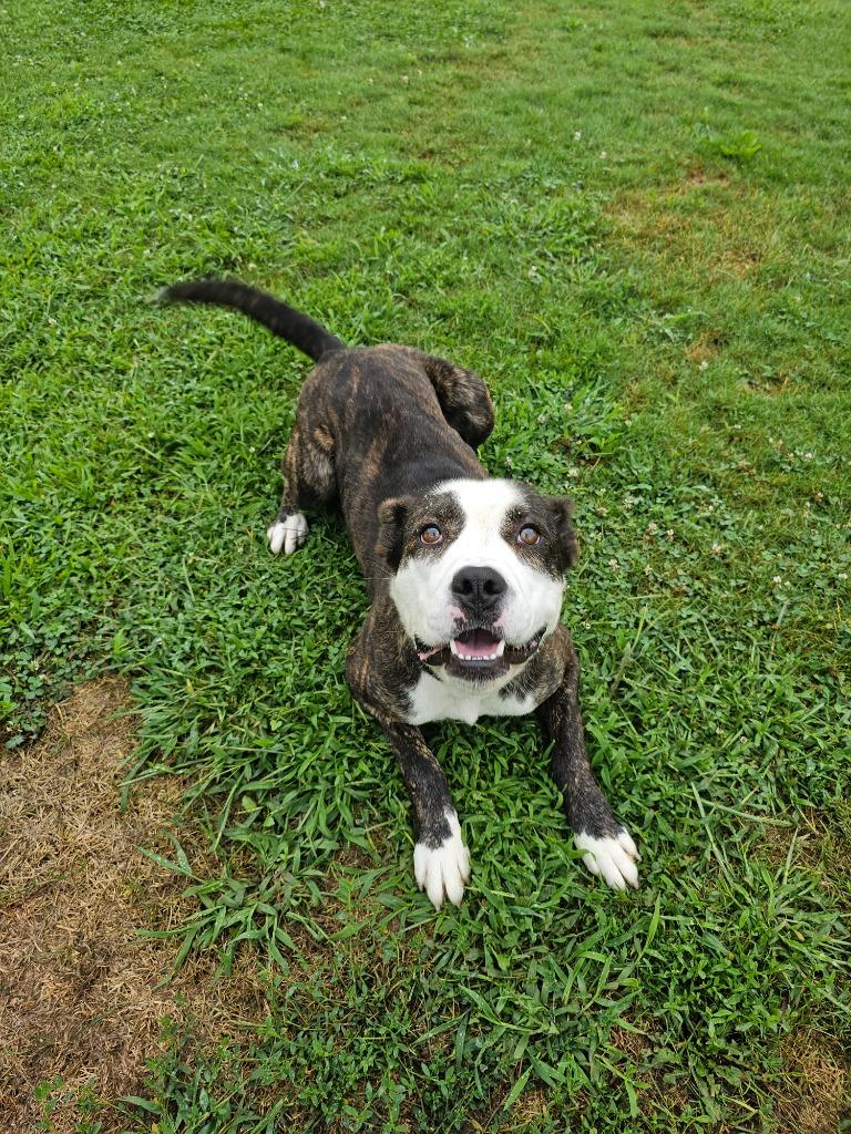 Enlarge Keanu, a Adopted mixed breed in Sprakers, NY image 5/6