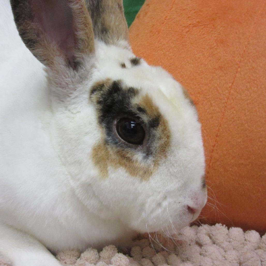 Carrotcake, Adoptable, Adult Female Mini Rex.