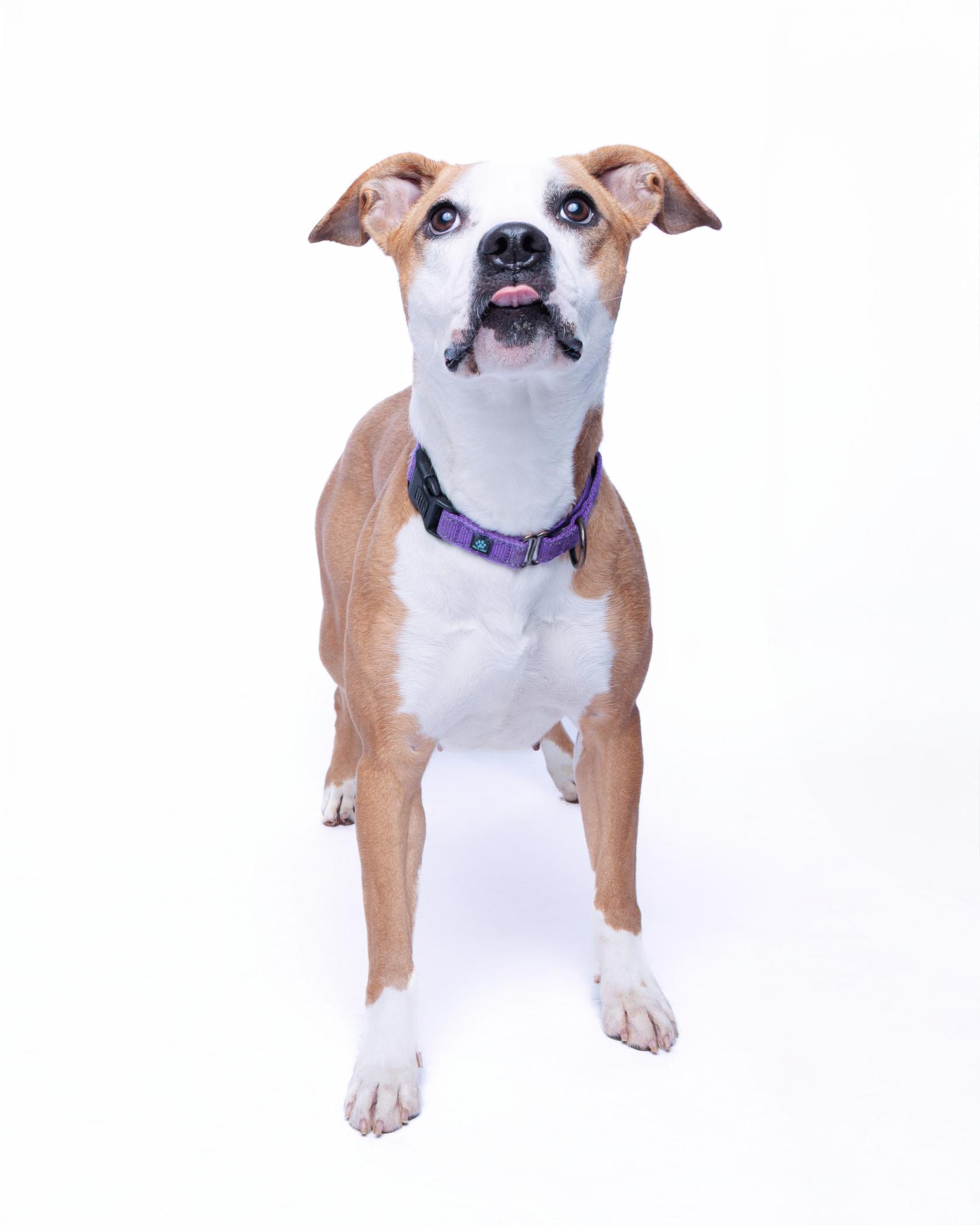 Caramel Frappuccino, an adoptable Pit Bull Terrier in Waterloo, IA, 50703 | Photo Image 6
