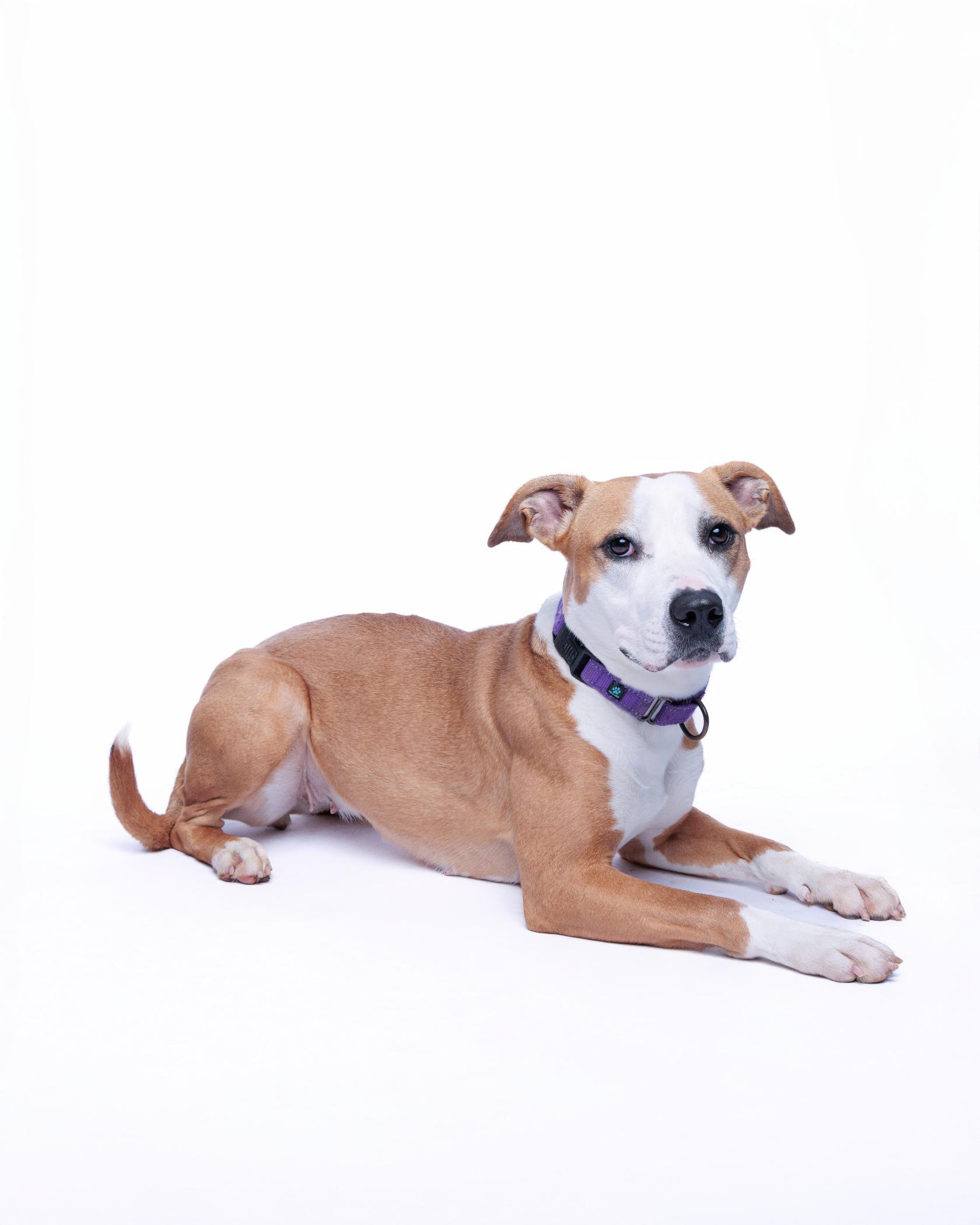 Caramel Frappuccino, an adoptable Pit Bull Terrier in Waterloo, IA, 50703 | Photo Image 3