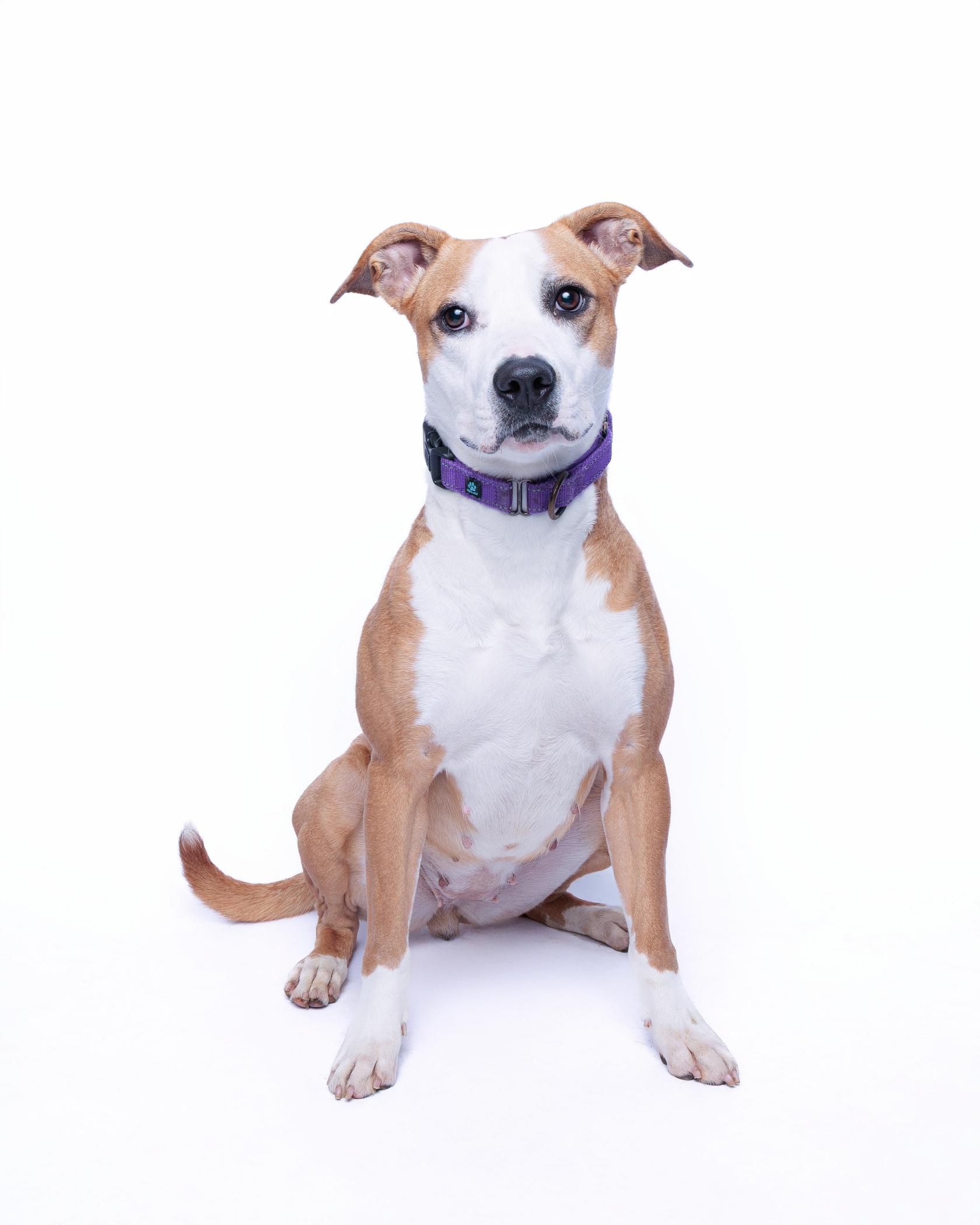 Caramel Frappuccino, an adoptable Pit Bull Terrier in Waterloo, IA, 50703 | Photo Image 2