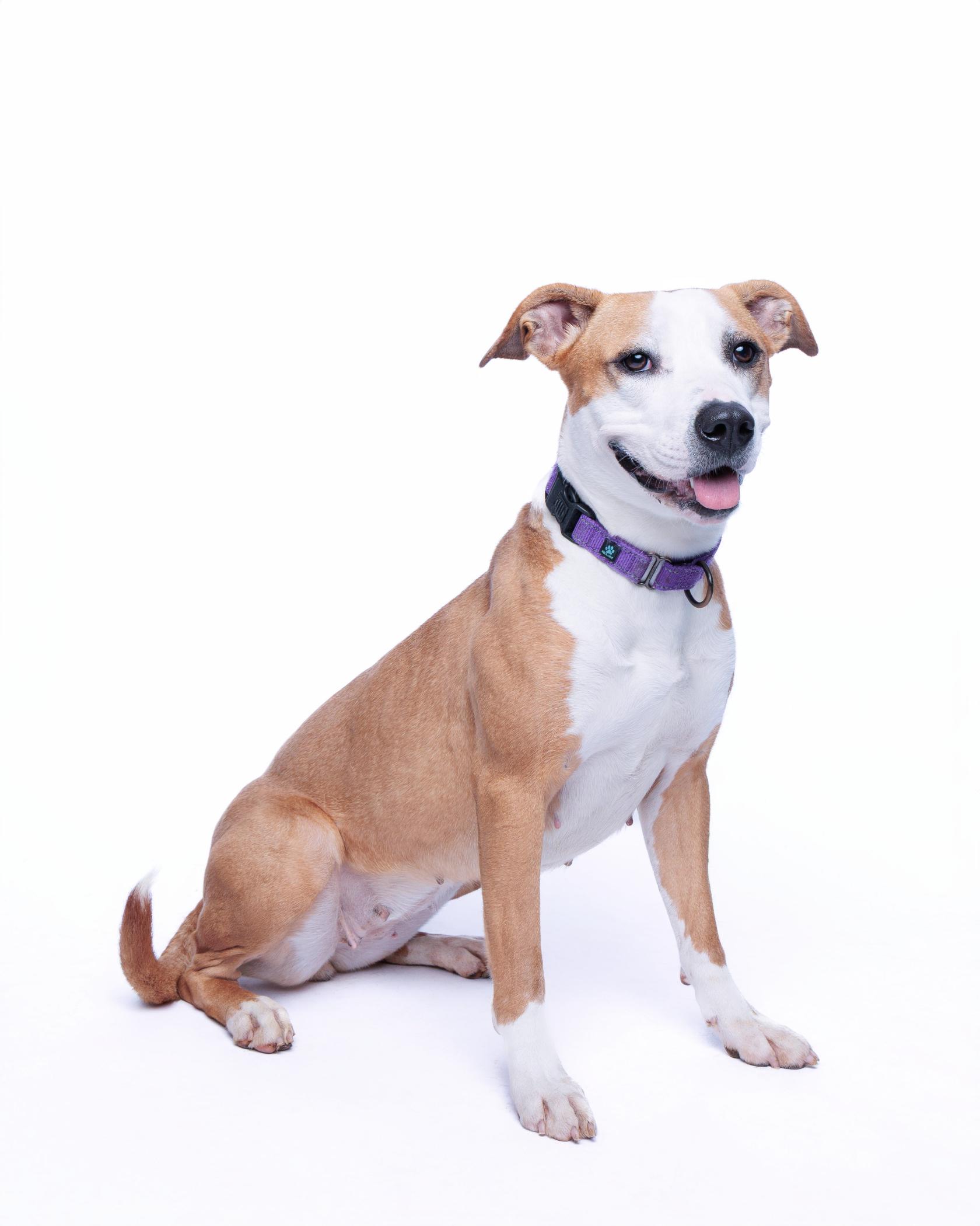 Caramel Frappuccino, an adoptable Pit Bull Terrier in Waterloo, IA, 50703 | Photo Image 4