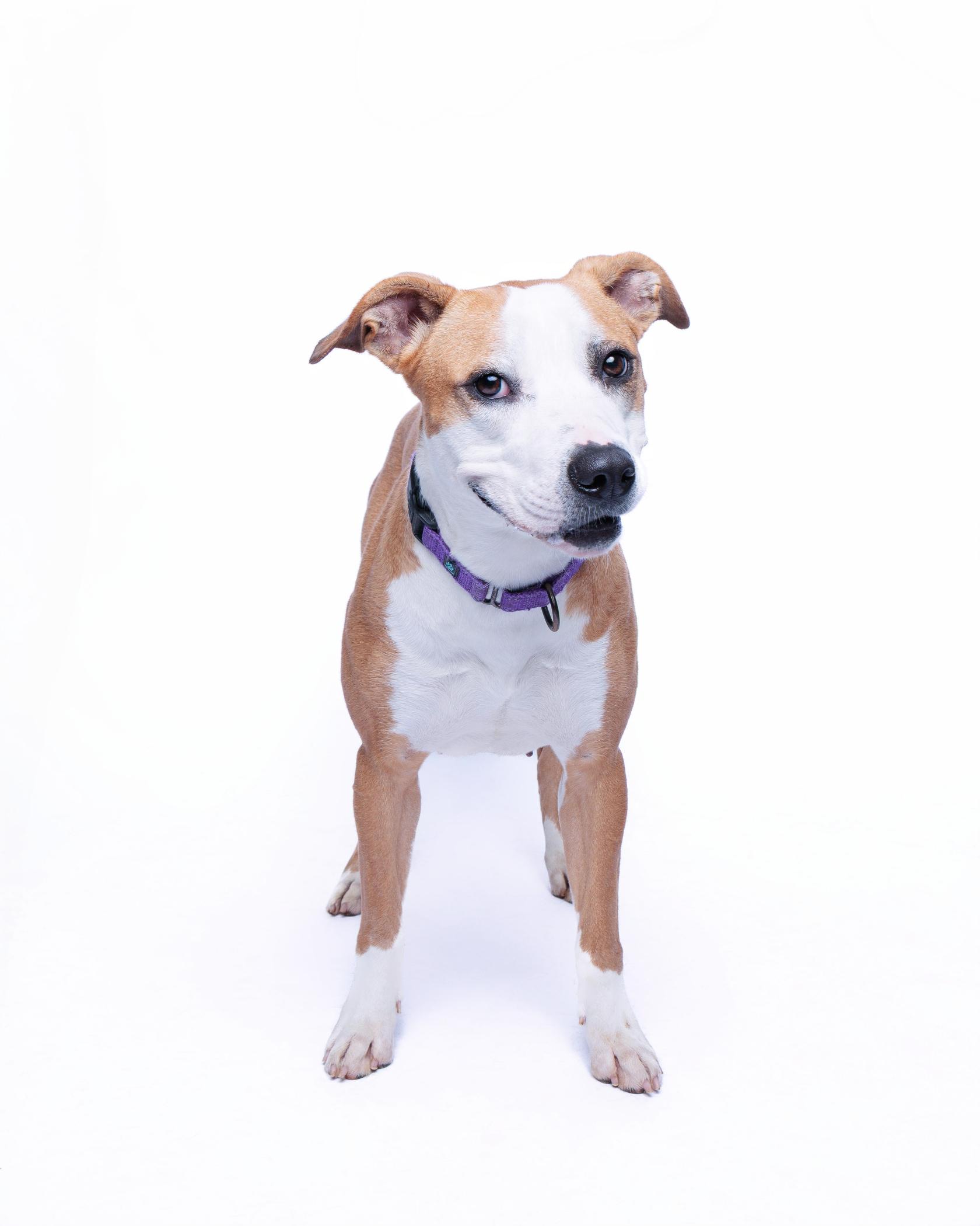 Caramel Frappuccino, an adoptable Pit Bull Terrier in Waterloo, IA, 50703 | Photo Image 5