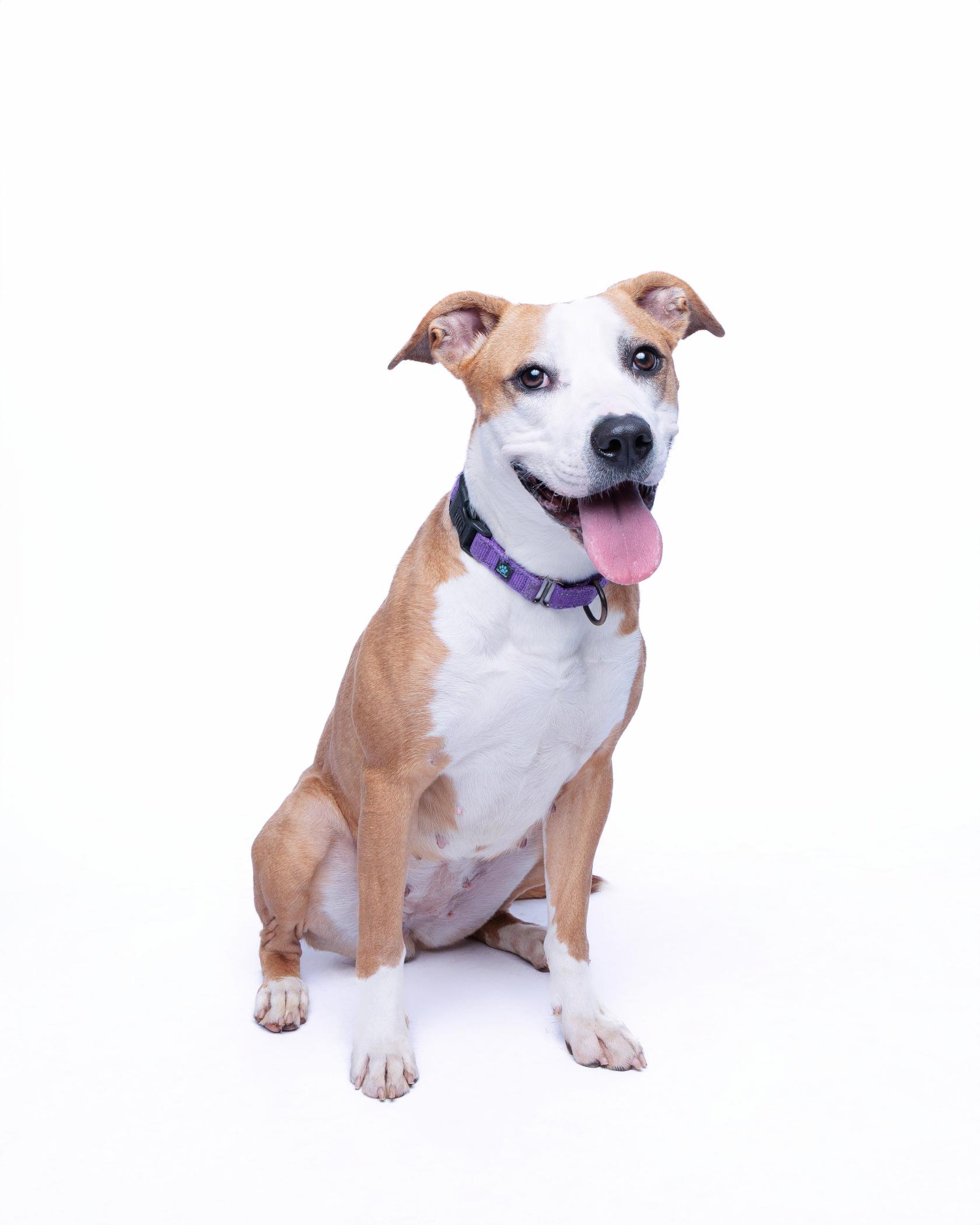 Caramel Frappuccino, an adoptable Pit Bull Terrier in Waterloo, IA, 50703 | Photo Image 1
