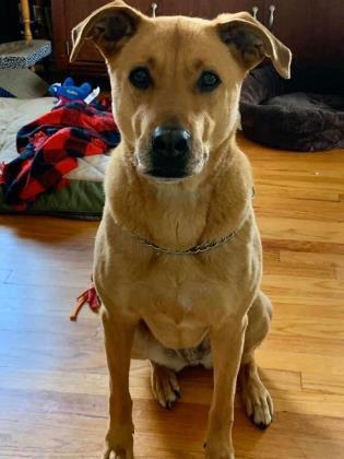 Enlarge Suicune, a Adoptable Hound in Newport, KY image 2/3