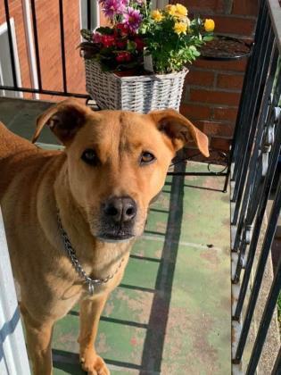 Enlarge Suicune, a Adoptable Hound in Newport, KY image 3/3