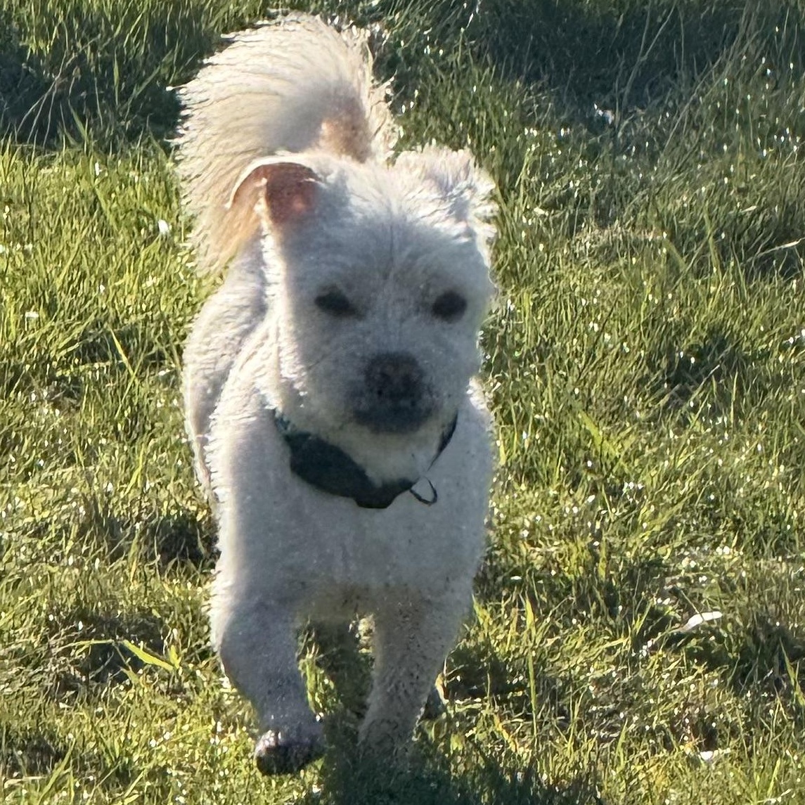 Enlarge Mr. Cutie Hashbrown (Tics), a Adoptable mixed breed in Vancouver, BC image 5/6