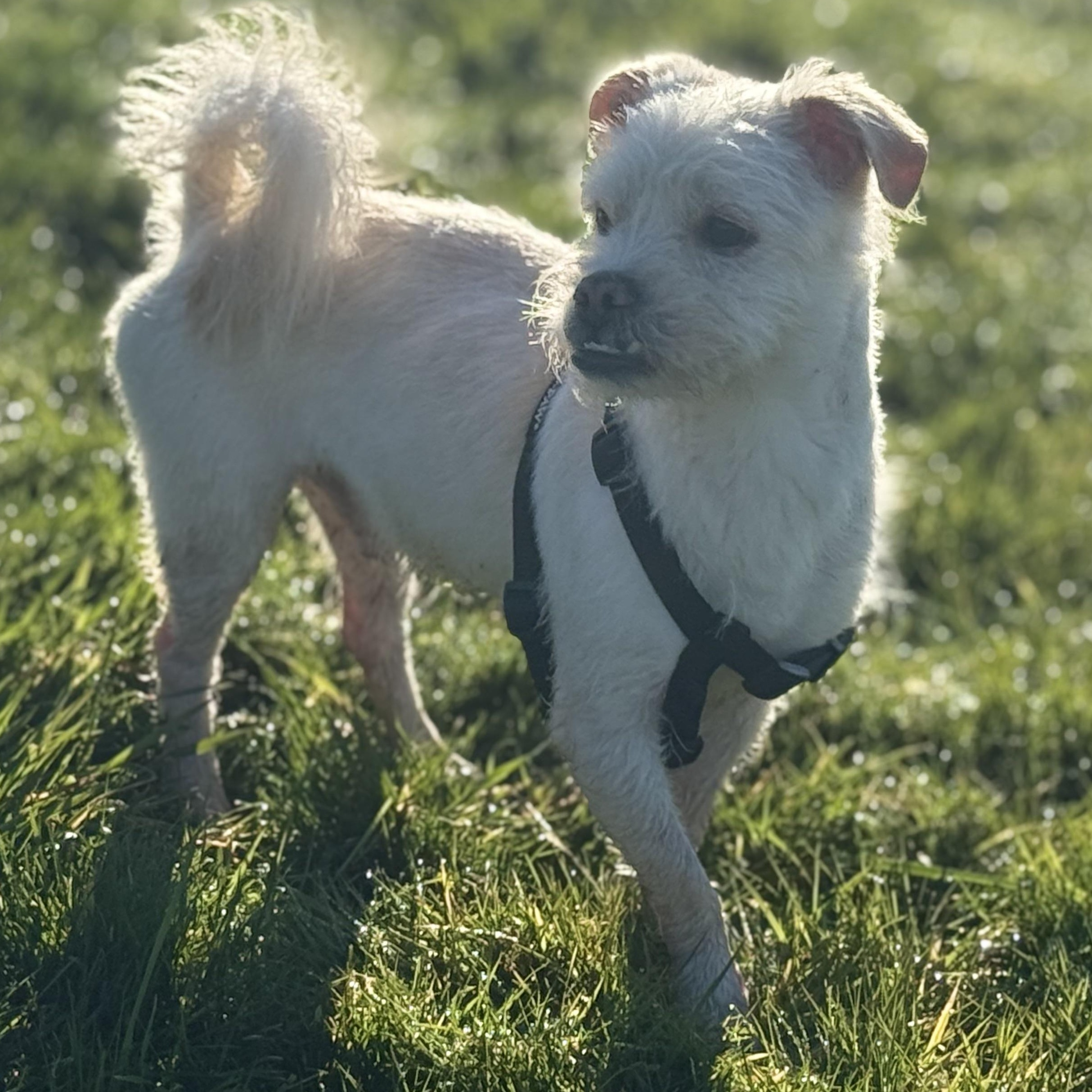Enlarge Mr. Cutie Hashbrown (Tics), a Adoptable mixed breed in Vancouver, BC image 3/6