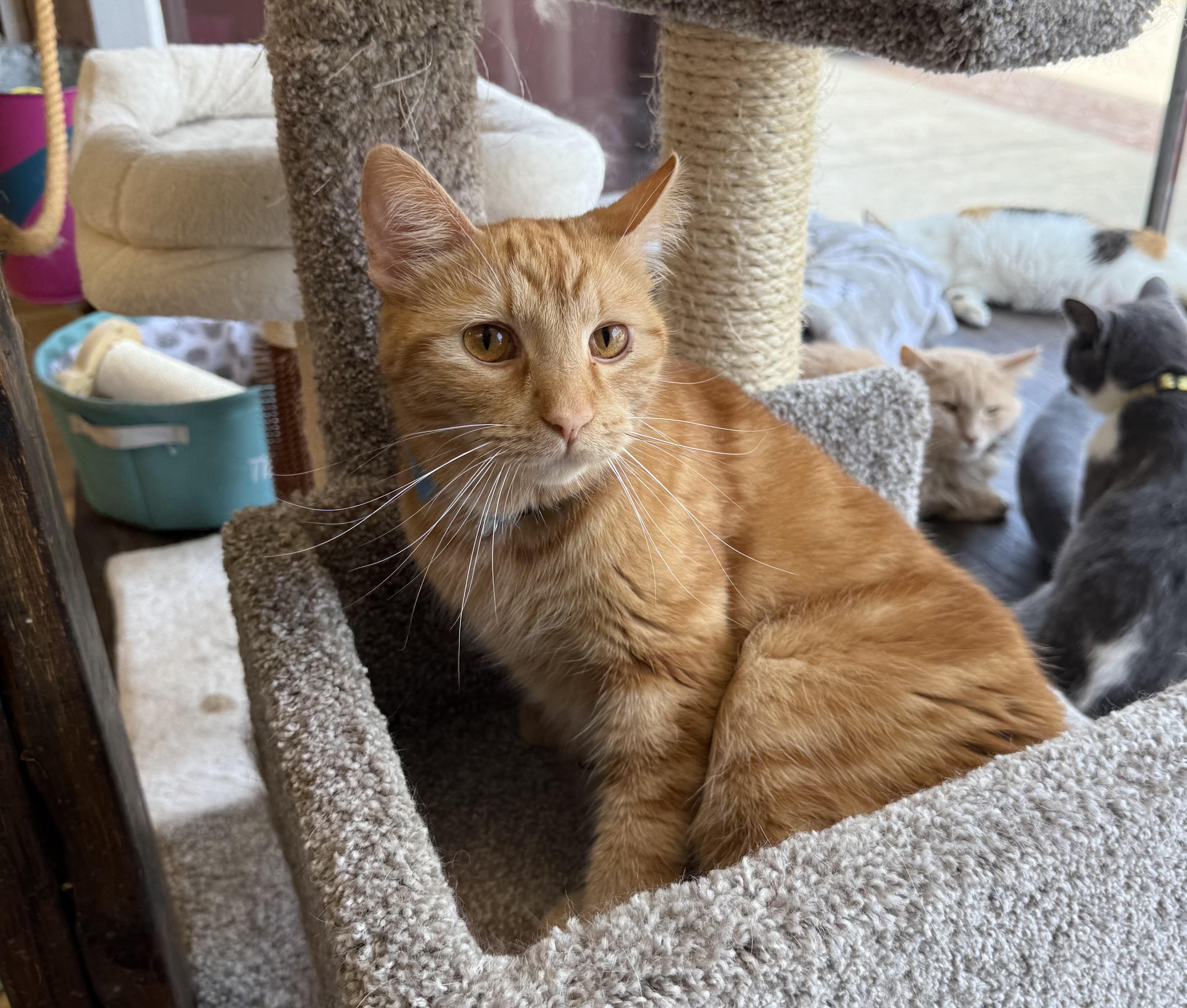 Joey Tribbani, Adult Male Domestic Short Hair