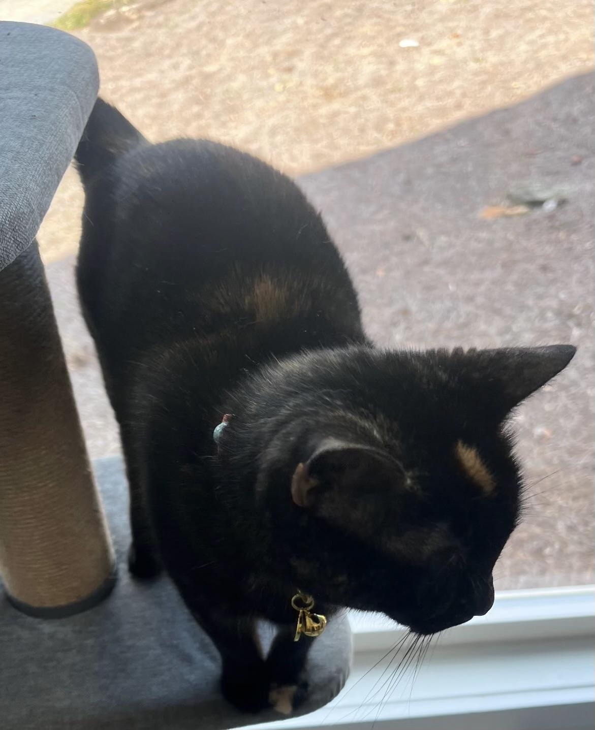 Enlarge Tinkerbell, a ADOPTABLE Domestic Short Hair in Easley, SC image 2/4