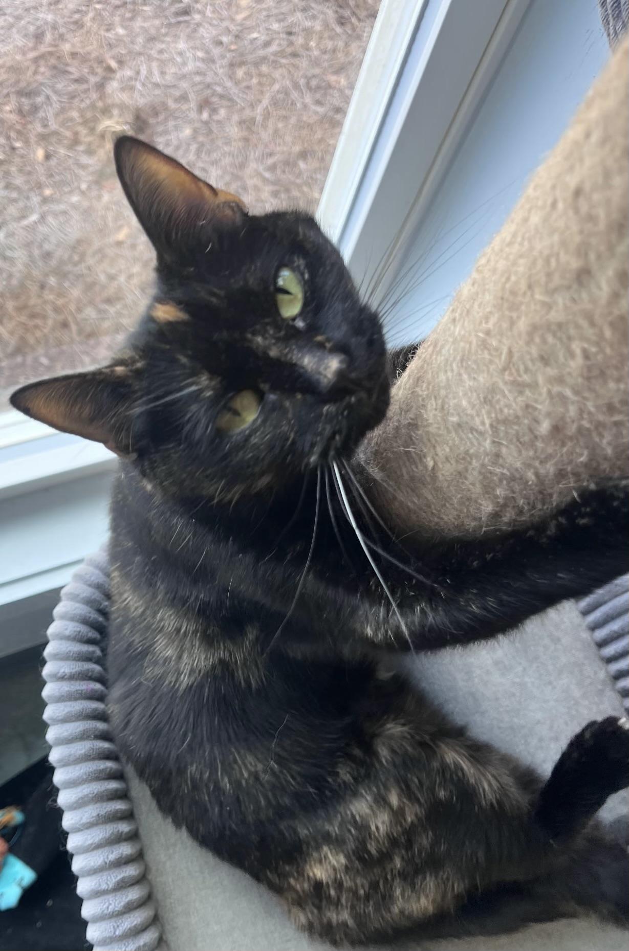 Enlarge Tinkerbell, a ADOPTABLE Domestic Short Hair in Easley, SC image 1/4