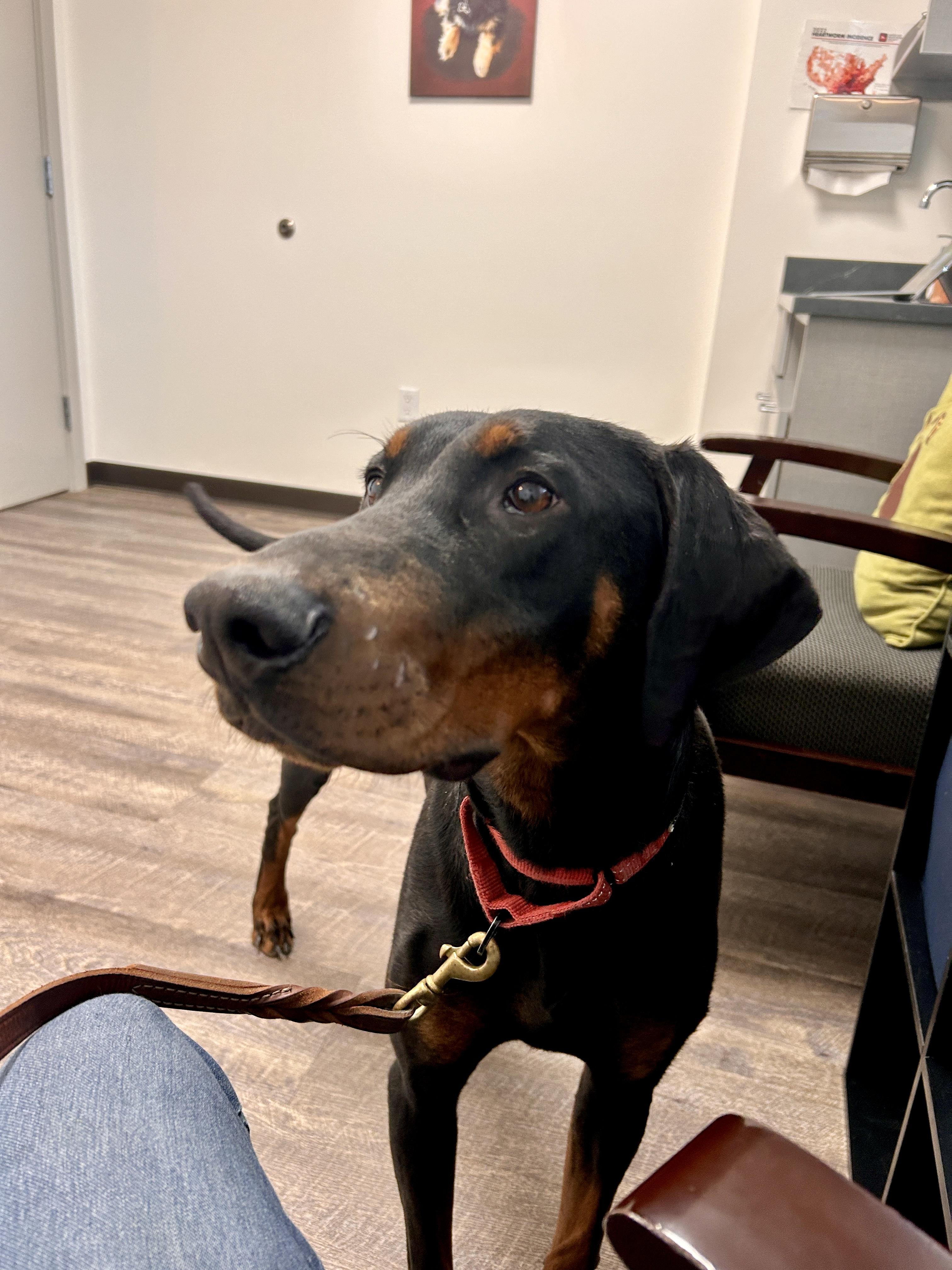 Enlarge Ember, a Adoptable Doberman Pinscher in Port Angeles, WA image 1/4