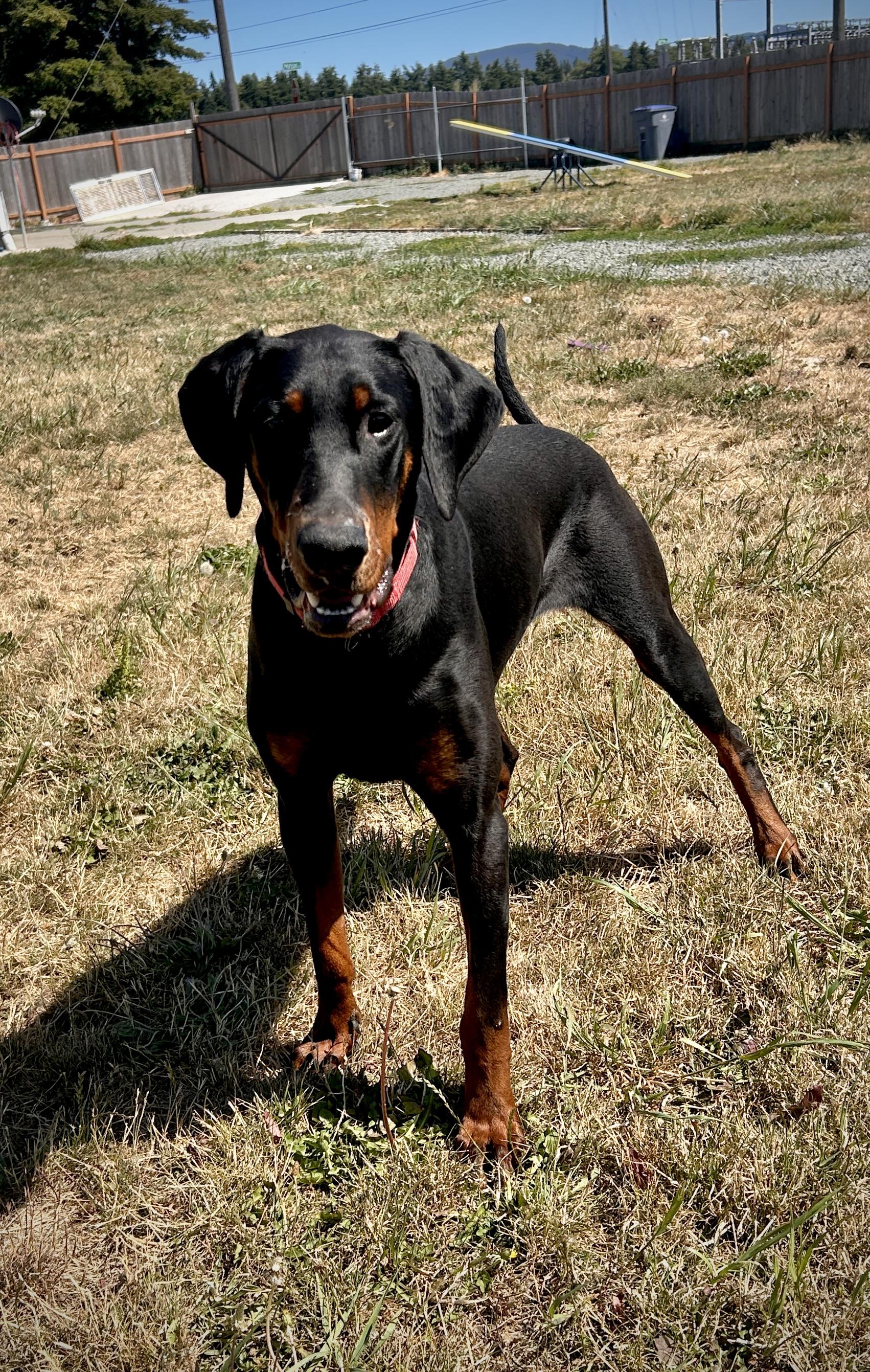 Enlarge Ember, a Adoptable Doberman Pinscher in Port Angeles, WA image 2/4