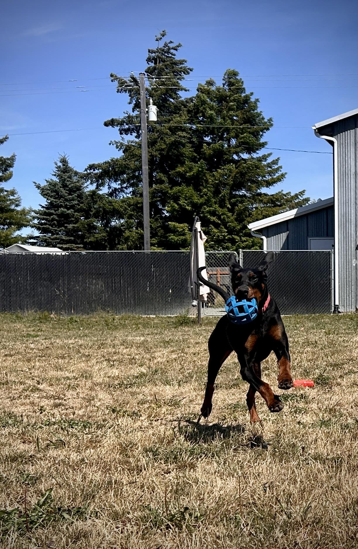 Enlarge Ember, a Adoptable Doberman Pinscher in Port Angeles, WA image 3/4