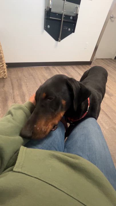 Enlarge Ember, a Adoptable Doberman Pinscher in Port Angeles, WA video 4/4