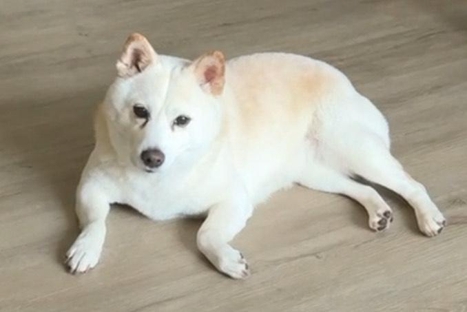 Enlarge Happy, a Adoptable Shiba Inu in Englishtown, NJ image 1/4