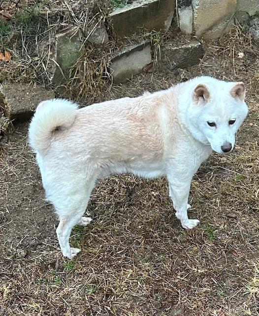 Enlarge Happy, a Adoptable Shiba Inu in Englishtown, NJ image 2/4