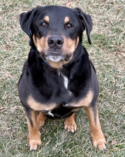 George, Adoptable, Senior Male Rottweiler & German Shepherd Dog.