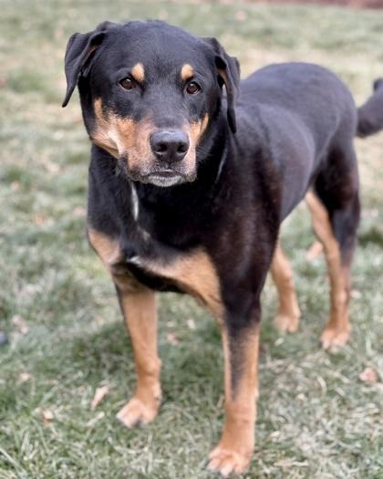 George, a Adoptable mixed breed in Malvern, PA image 3/3