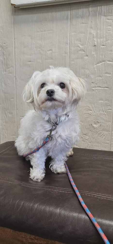 Oso, a Adopted mixed breed in Fremont, NE image 1/2