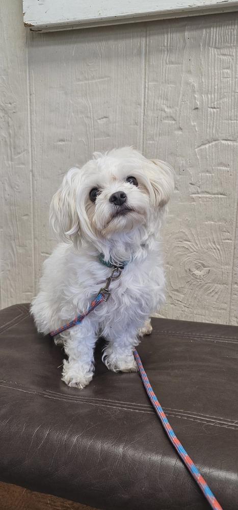 Oso, a Adopted mixed breed in Fremont, NE image 2/2