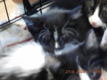 Quiznak, Adoptable, Kitten Male Domestic Short Hair & Domestic Short Hair.