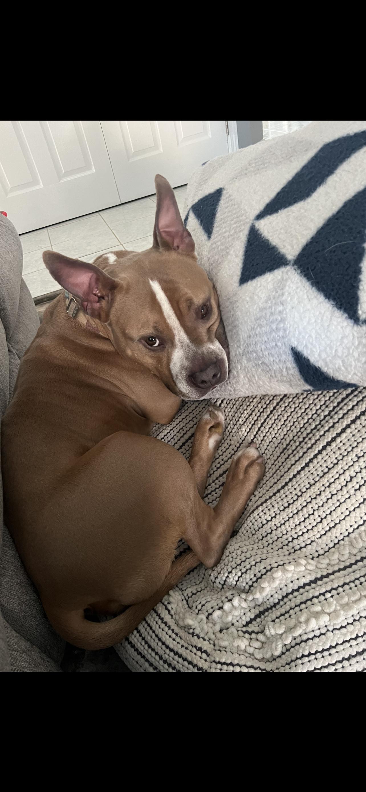 Prince, Adopted, Young Male American Bully.