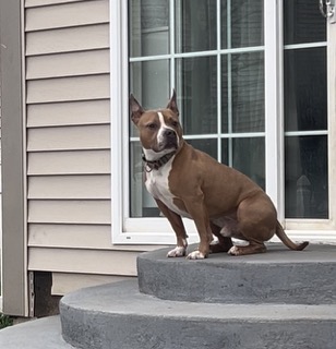 Enlarge Prince, a Adopted American Bully in Fleetwood, PA image 2/3