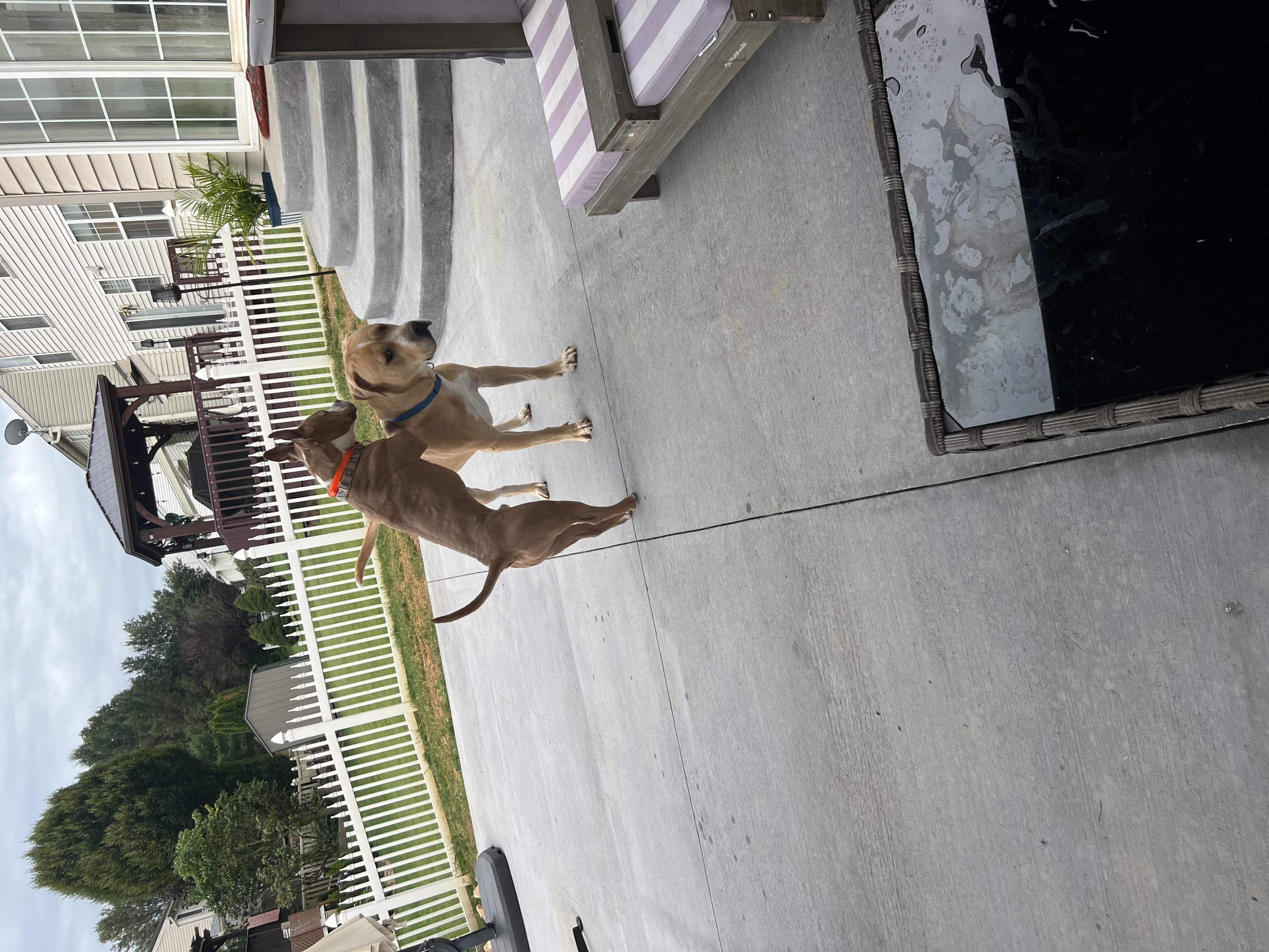 Enlarge Prince, a Adopted American Bully in Fleetwood, PA image 3/3