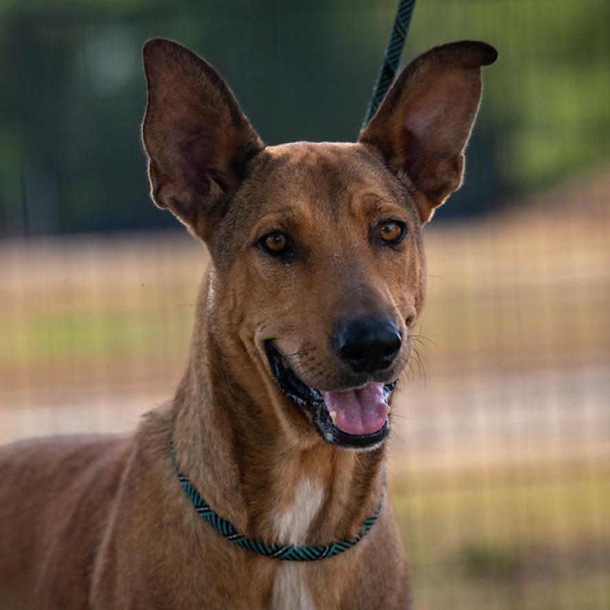 Aries JuM* — thumbnail 5