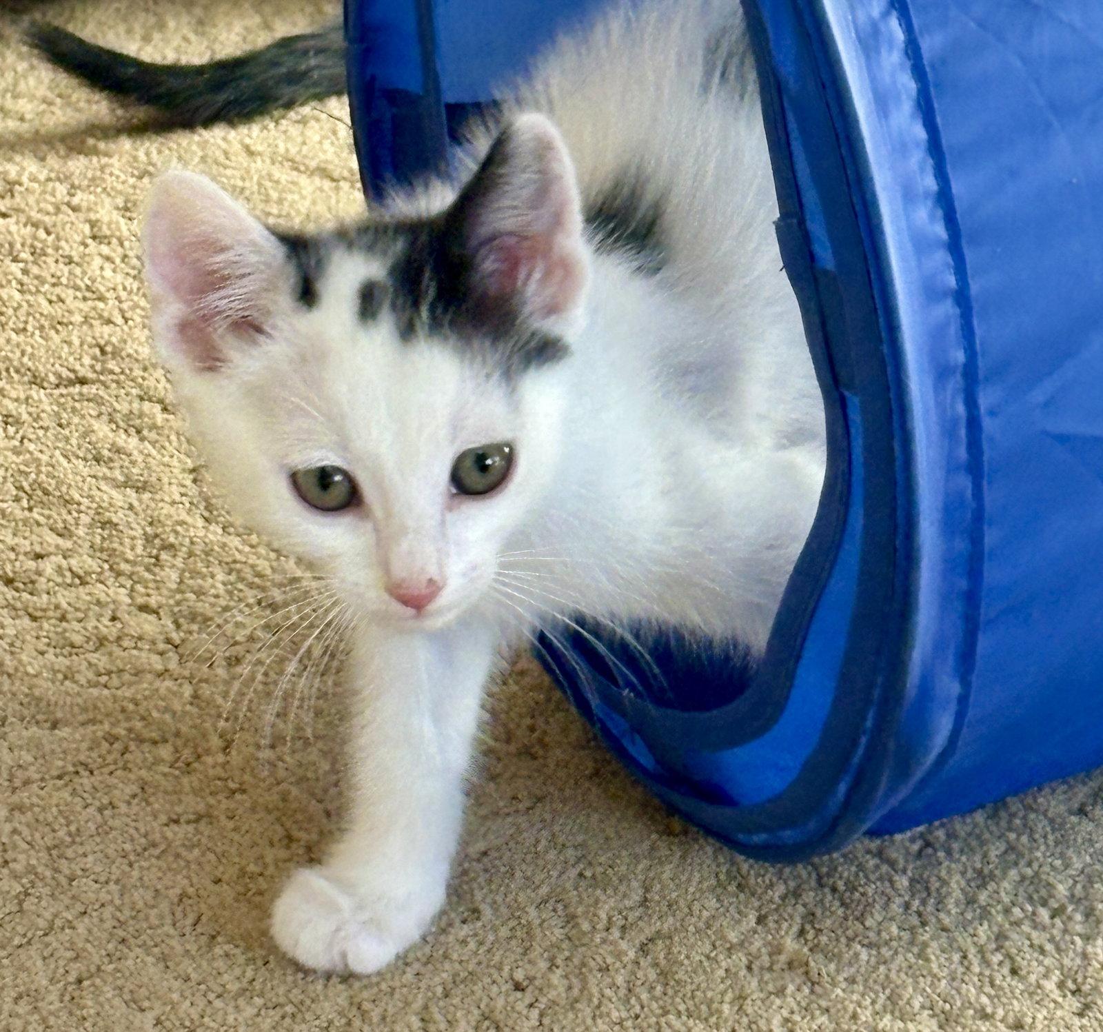 Enlarge Archie, a Adopted Domestic Short Hair in Phoenix, AZ image 1/3