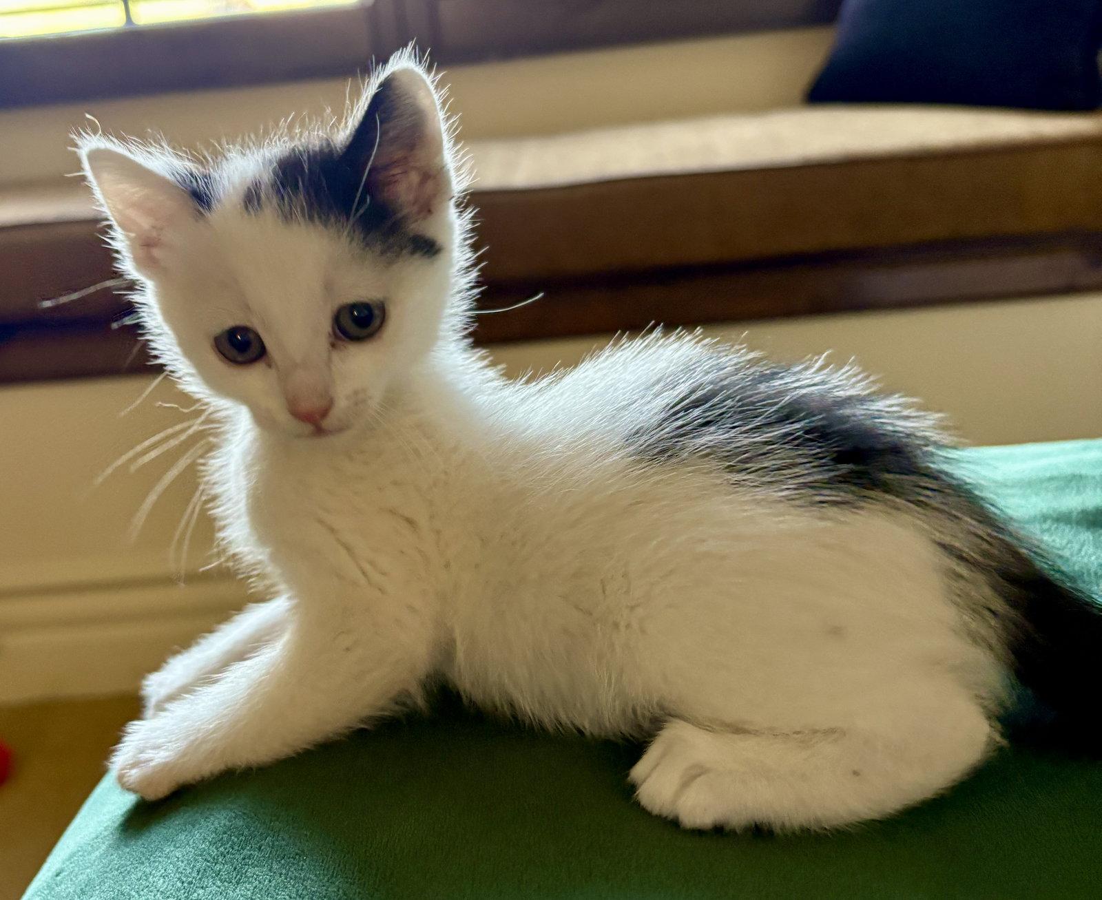 Enlarge Archie, a Adopted Domestic Short Hair in Phoenix, AZ image 2/3