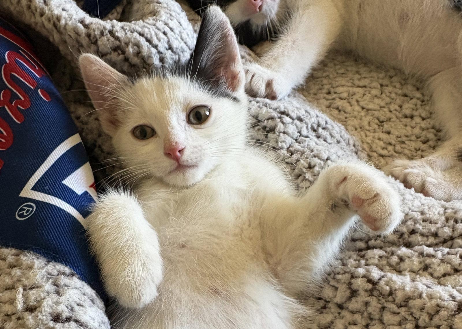 Enlarge Archie, a Adopted Domestic Short Hair in Phoenix, AZ image 3/3