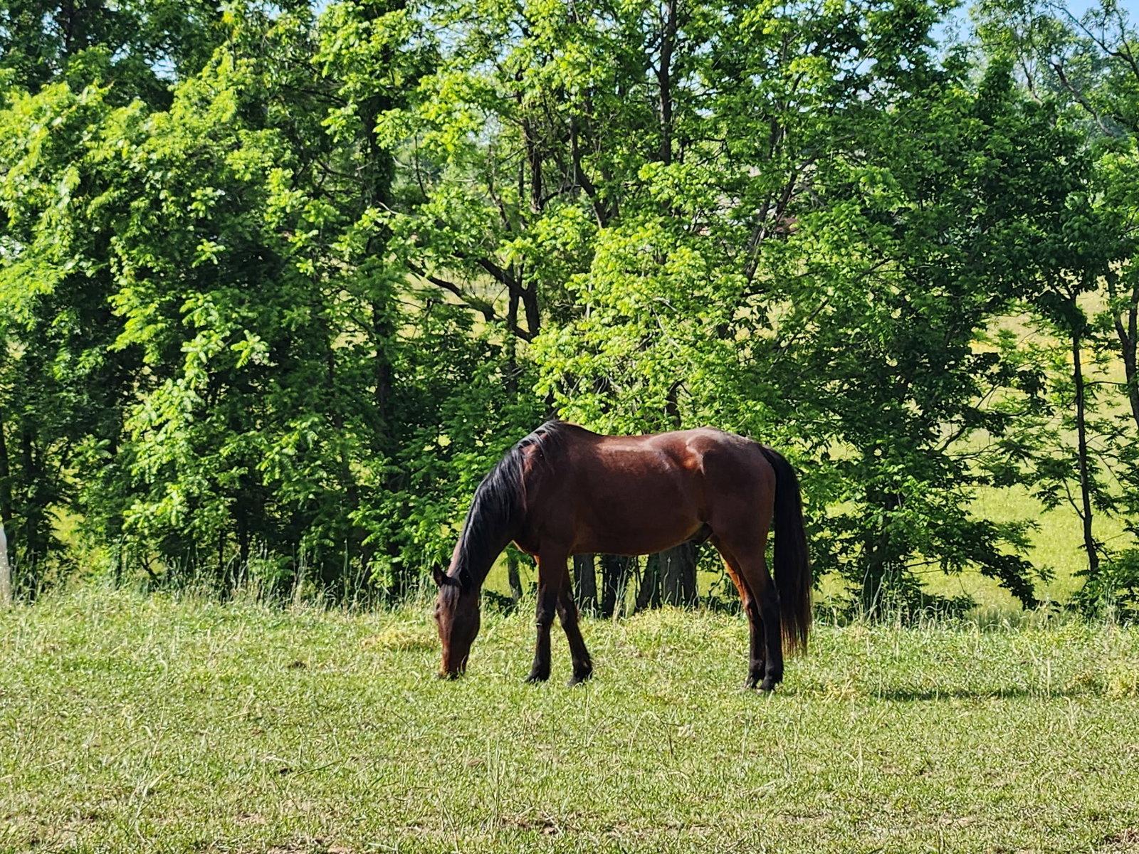 Enlarge Feelin' Bulletproof (Whiskey), a Adoptable Standardbred in Cottontown, TN image 1/1