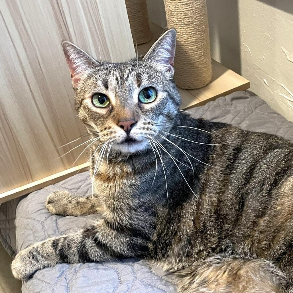 Bailey, Adoptable, Senior Female Domestic Short Hair.