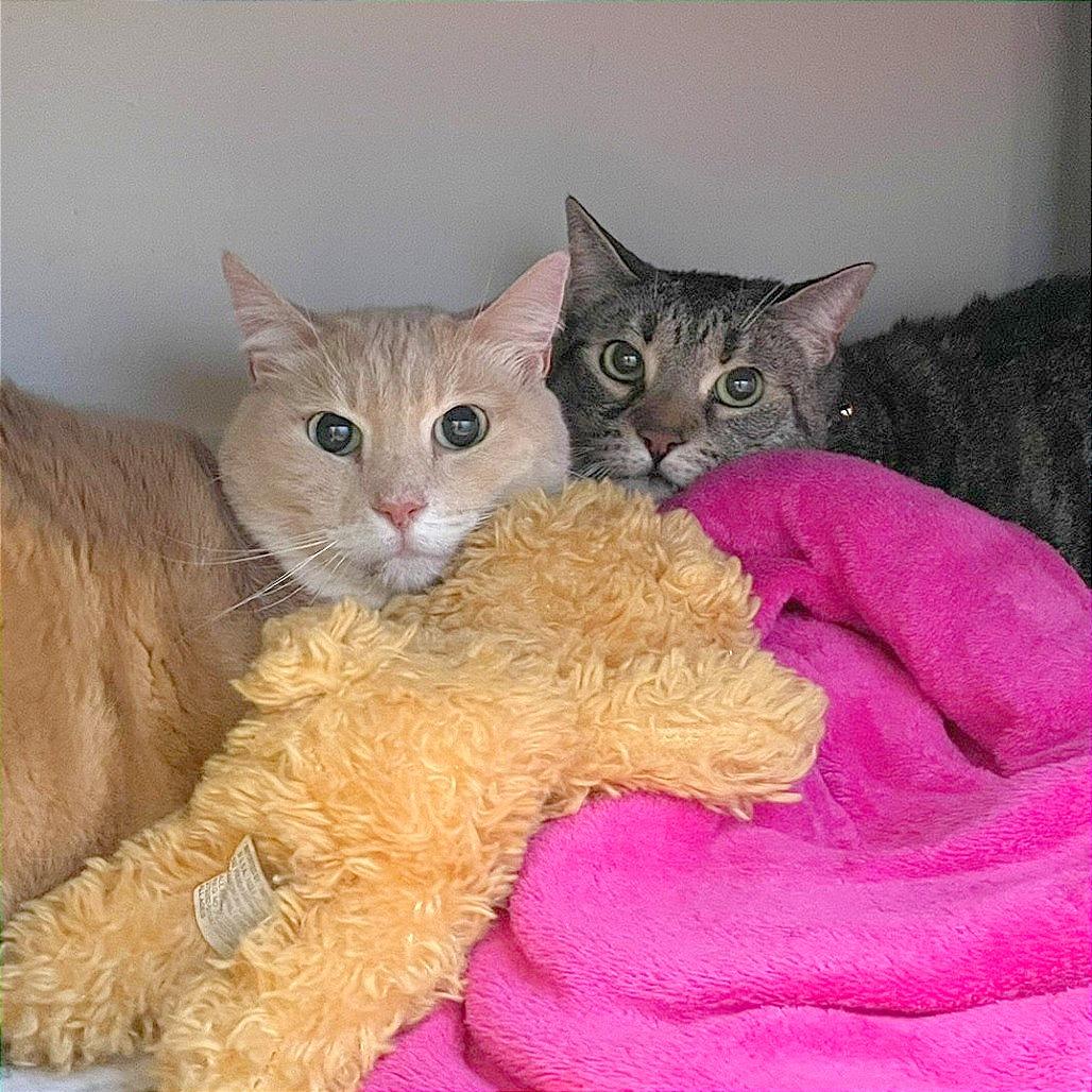 Enlarge Bailey, a Adoptable Domestic Short Hair in Pleasant Hill, CA image 2/5