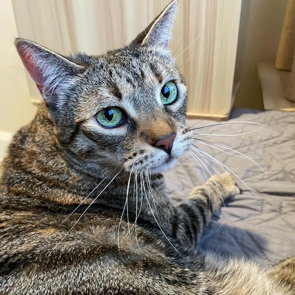 Enlarge Bailey, a Adoptable Domestic Short Hair in Pleasant Hill, CA image 3/5
