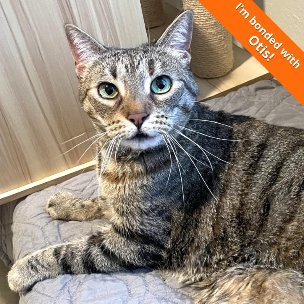 Enlarge Bailey, a Adoptable Domestic Short Hair in Pleasant Hill, CA image 4/5