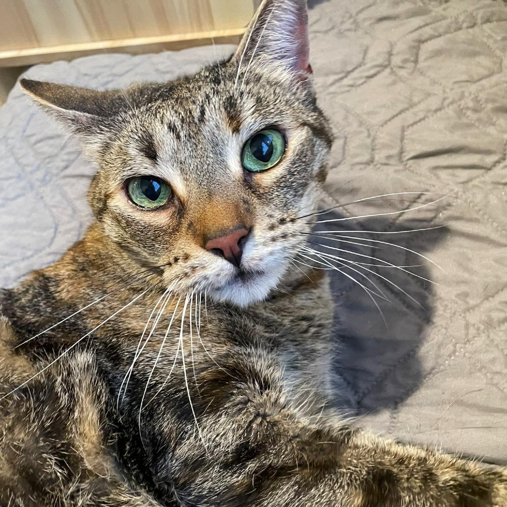 Enlarge Bailey, a Adoptable Domestic Short Hair in Pleasant Hill, CA image 5/5