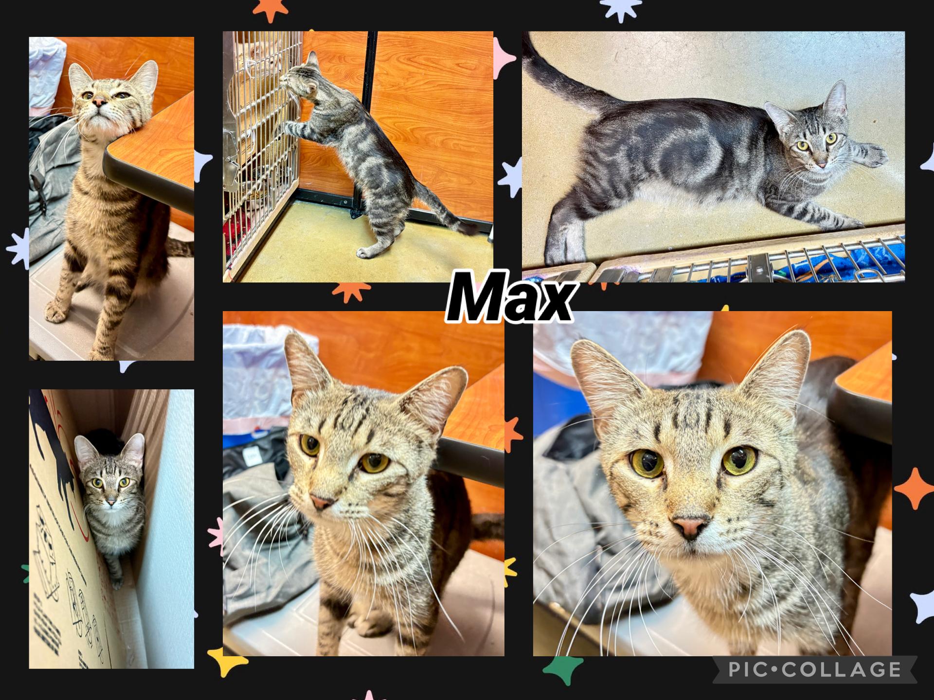 Enlarge MAX, a ADOPTABLE Tabby in Lawton, OK image 1/1