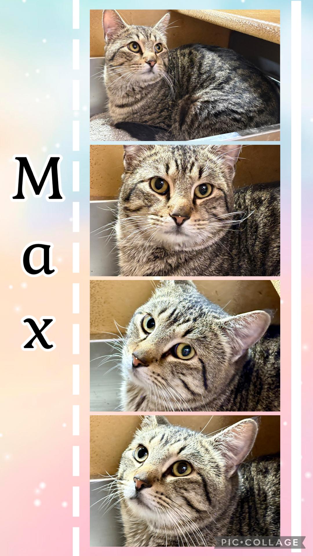 MAX, ADOPTABLE, Young Male Tabby.