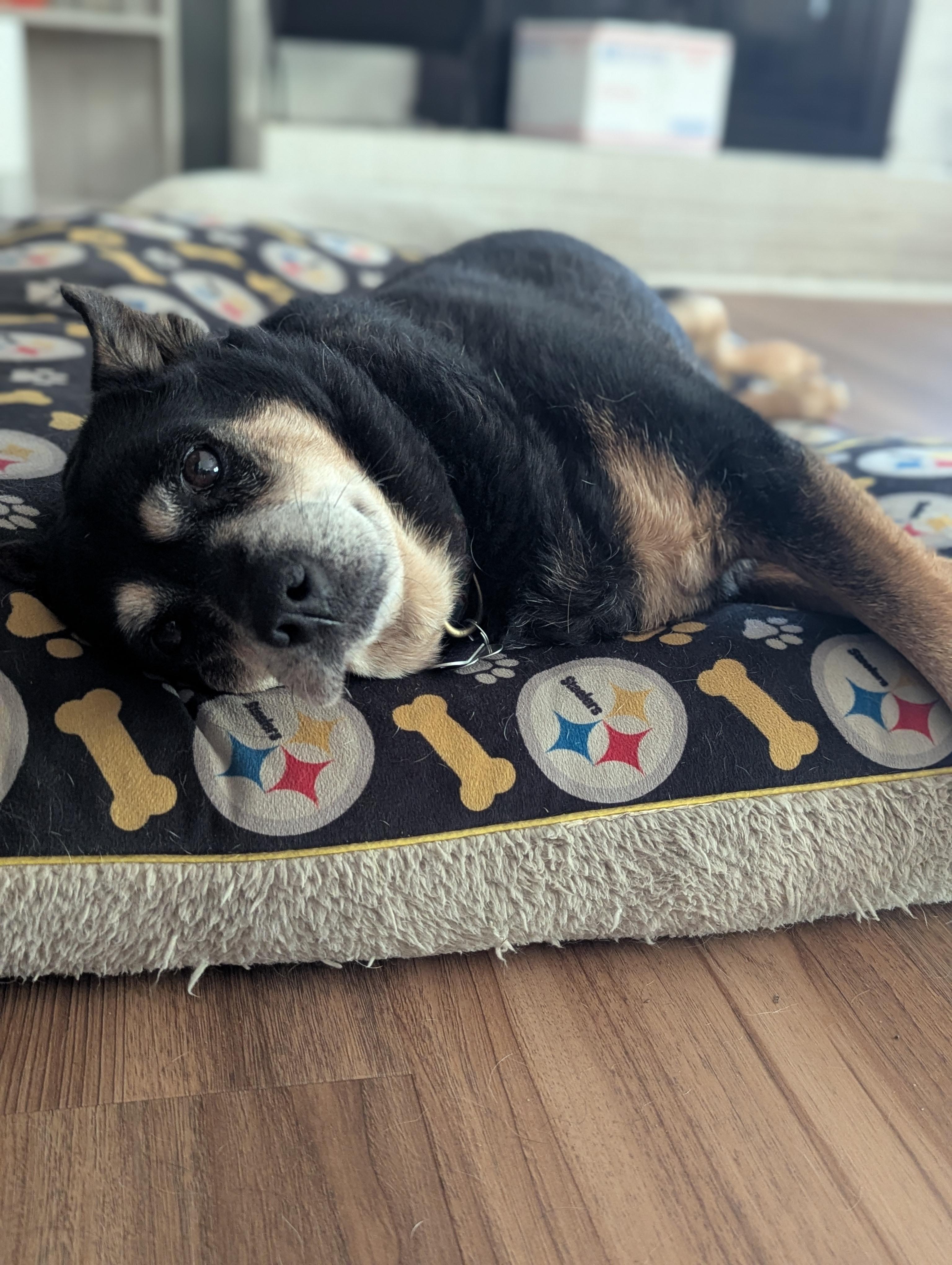Enlarge Fatty Patty, a Adoptable mixed breed in Raeford, NC image 5/6