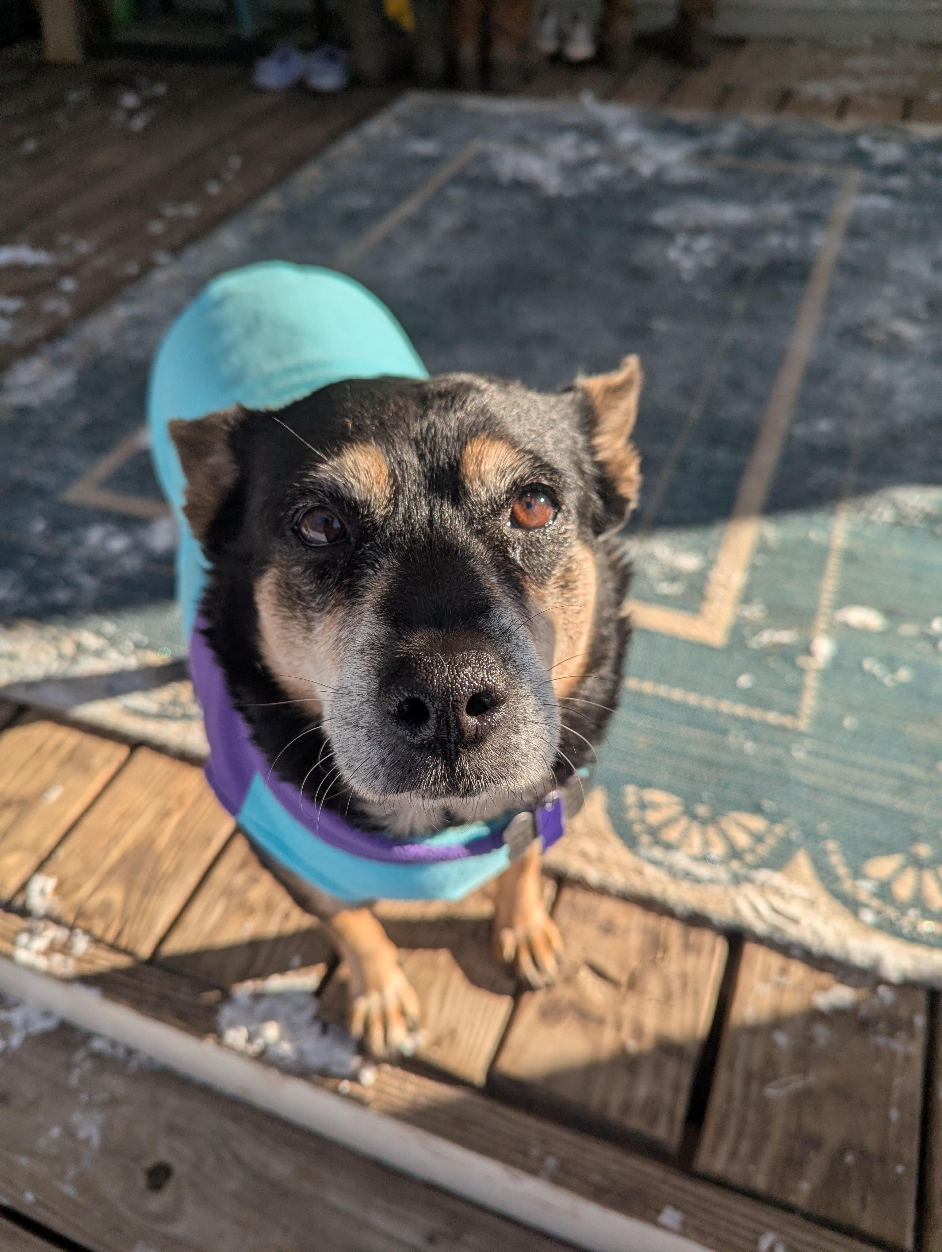 Enlarge Fatty Patty, a Adoptable mixed breed in Raeford, NC image 6/6