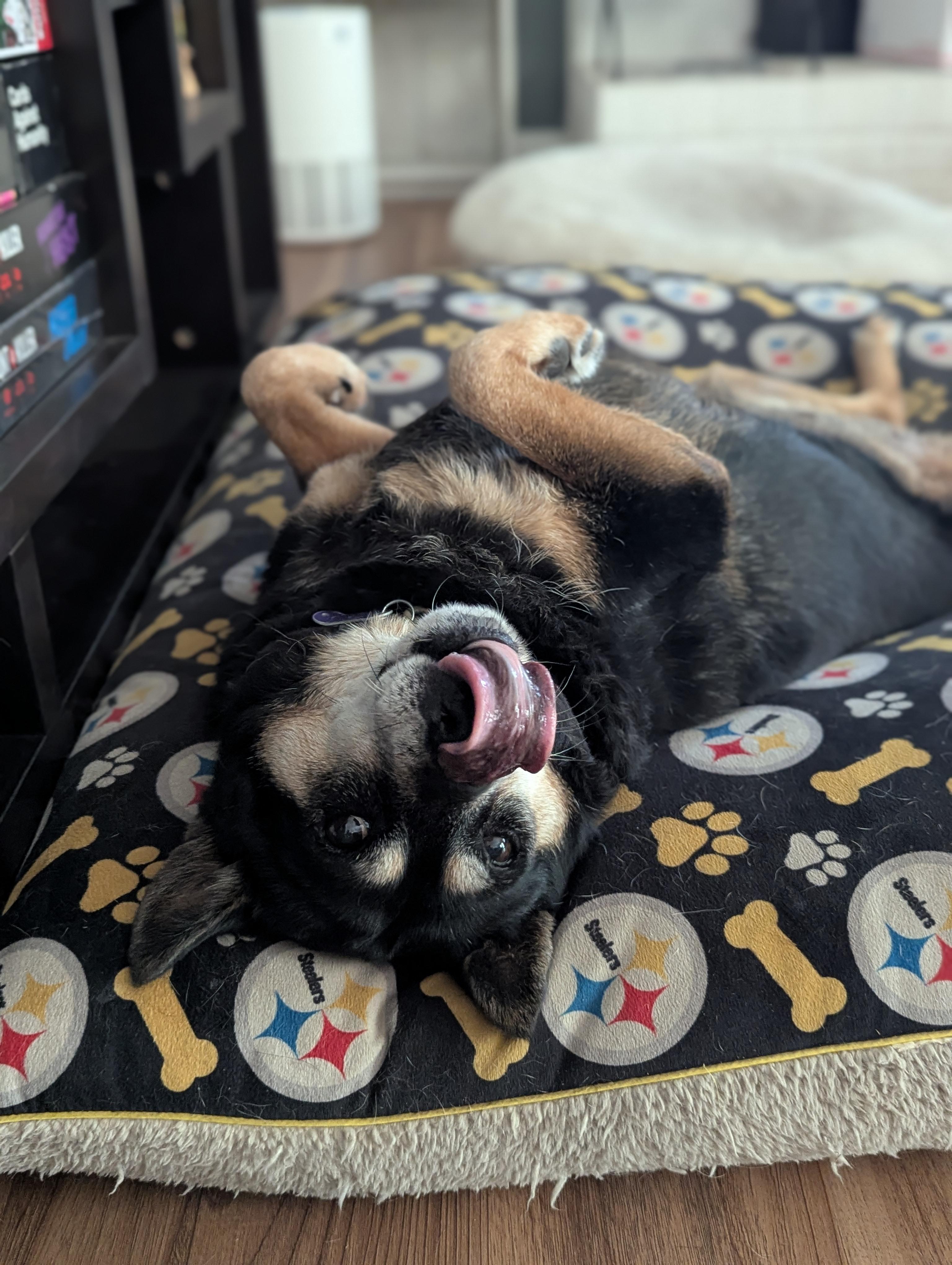Fatty Patty, Adoptable, Senior Female Chow Chow & Australian Cattle Dog / Blue Heeler.