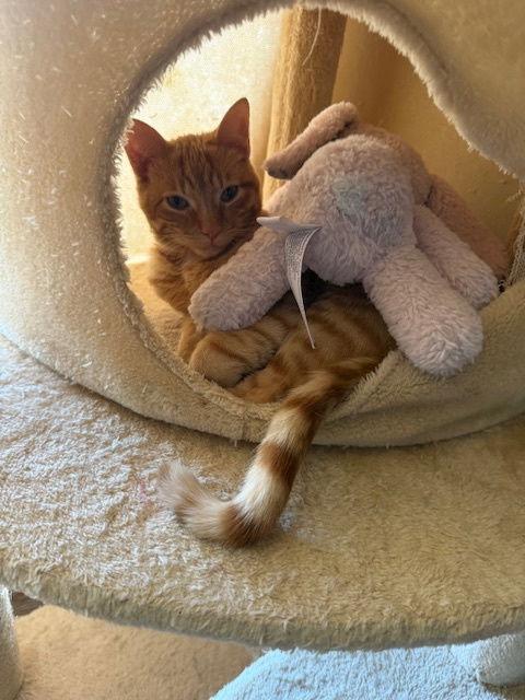 Wall-E, Adoptable, Young Male Domestic Short Hair.