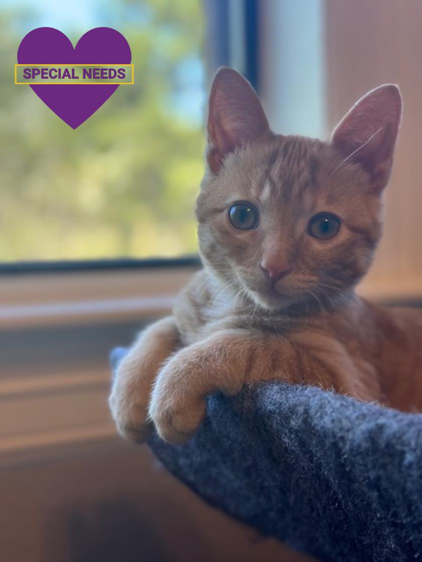 Enlarge Wall-E, a Adoptable Domestic Short Hair in Dripping Springs, TX image 2/3