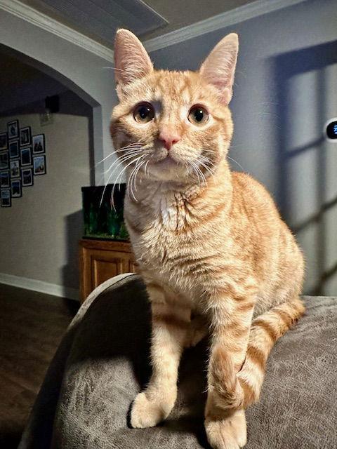 Enlarge Wall-E, a Adoptable Domestic Short Hair in Dripping Springs, TX image 3/3