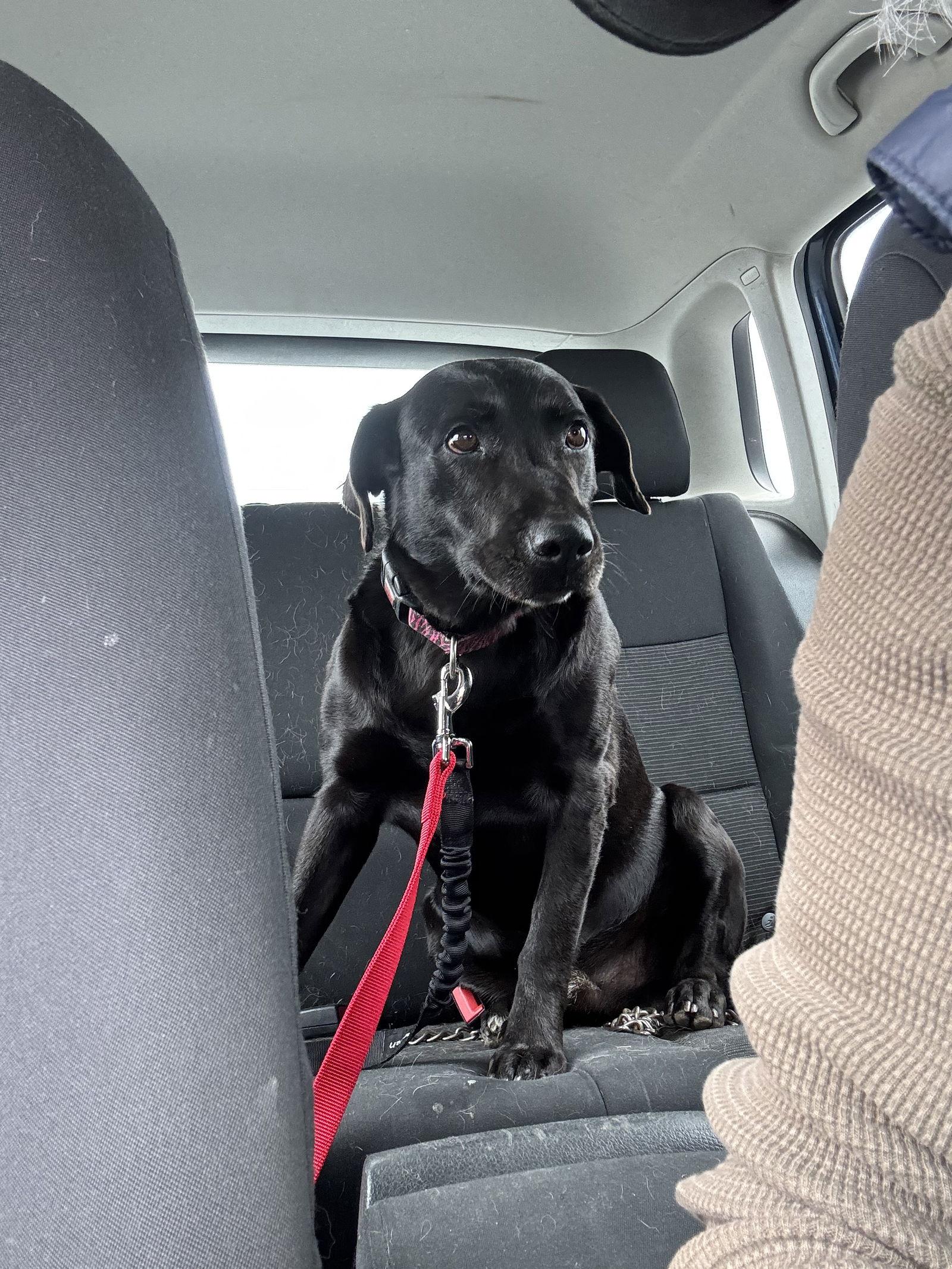 Marley, Adopted, Adult Male Labrador Retriever.