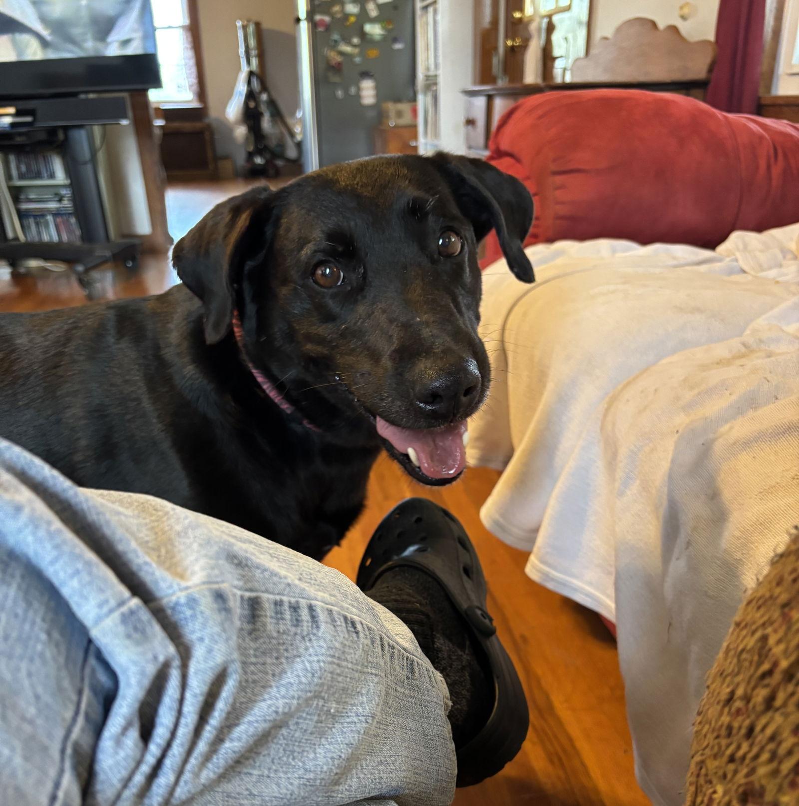 Enlarge Marley, a Adopted Labrador Retriever in Anabel, MO image 2/2